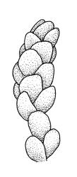 Plagiobryum novae-seelandiae, portion of shoot. Drawn from A.J. Fife 5075, CHR 104220.
 Image: R.C. Wagstaff © Landcare Research 2015 